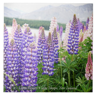 Carreau Pretty Lupins @ Lake Tekapo New Zealand