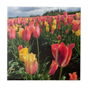 Carreau Pretty Spring Tulips in a Field, Oregon
