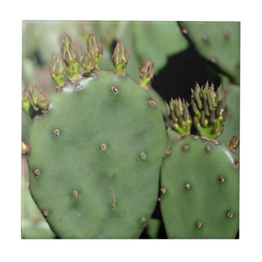 Carreau Prickly Pear Cactus Nature (Devant)