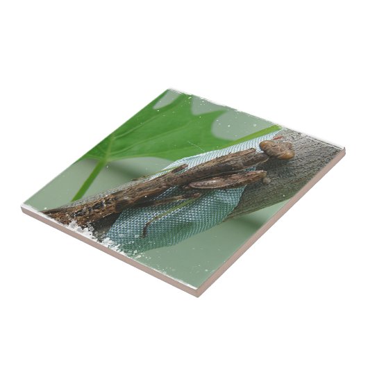 Carreau Prier Insecte Mantis (Côté)