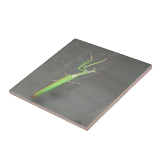 Carreau Prier Mantis (Côté)