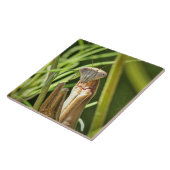 Carreau Prier Mantis (Côté)