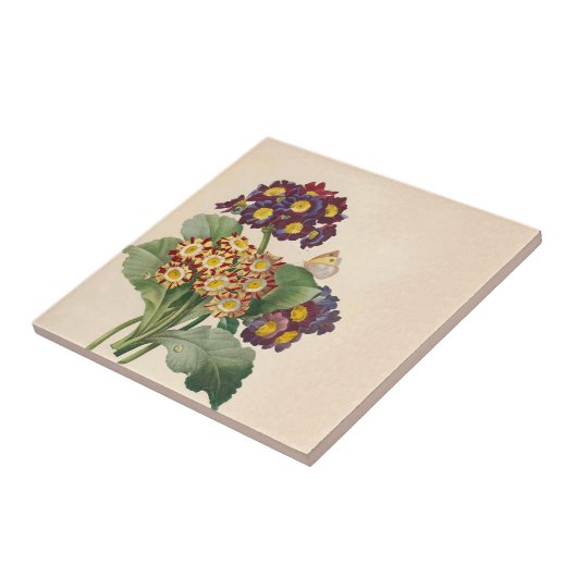 Carreau Primrose botanique (Côté)