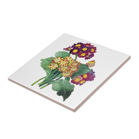 Carreau Primula Auriculum - Cowslip - Pierre Joseph Redout (Côté)