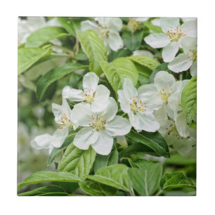 Carreau Printemps