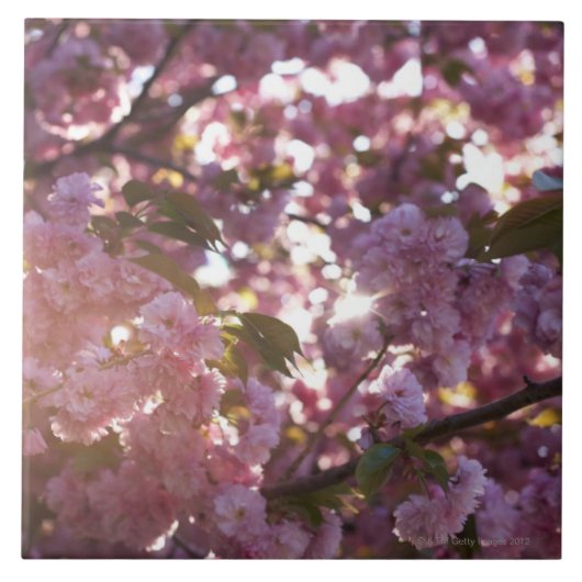 Carreau printemps en parc Brooklyn NY de perspective (Devant)