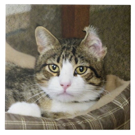 Carreau Pris (Devant)