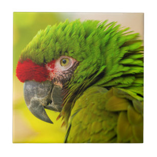Carreau Profil d'ara au zoo de Santa Barbara