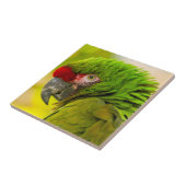 Carreau Profil d'ara au zoo de Santa Barbara (Côté)