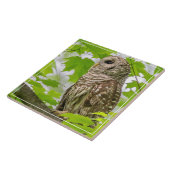 Carreau Profil de Chouette barrée (Côté)