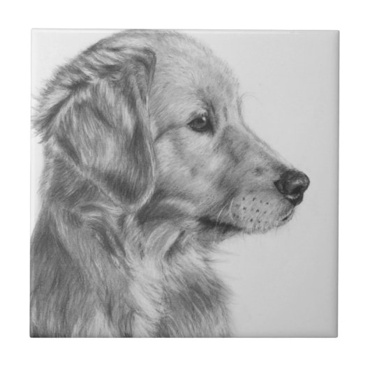 Carreau Profil d'or de Retreiver (Devant)