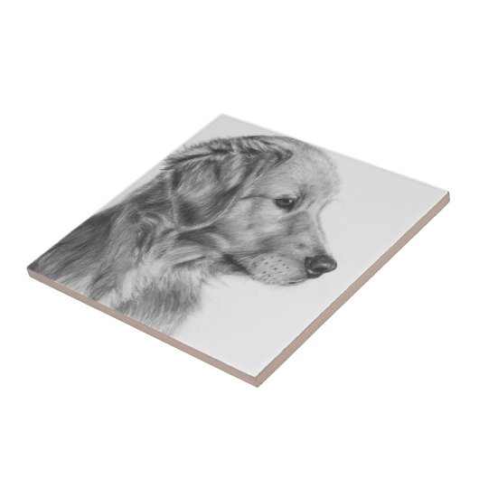 Carreau Profil d'or de Retreiver (Côté)