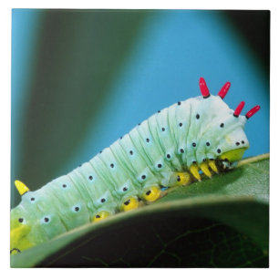 Carreau Prometheus Moth Caterpillar, Callosamia
