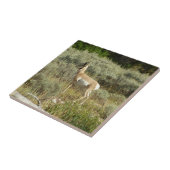 Carreau Pronghorn au Parc national de Grand Teton (Côté)