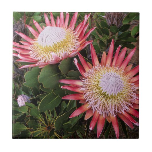 Carreau Protea (Protea Cynaroides), Helderberg (Devant)