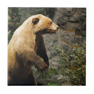 Carreau Proud Bear