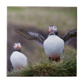 Carreau Proud Puffin (Devant)