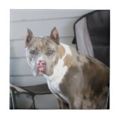 Carreau Puce (Devant)