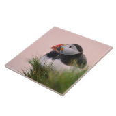 Carreau Puffin de l'Atlantique (Fratercula arctica) (Côté)