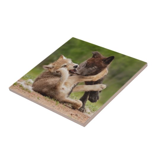 Carreau Pups de loup gris luttant (Côté)