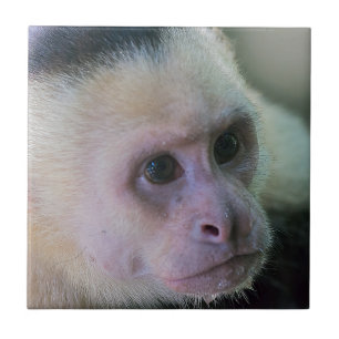 Carreau Pura vida pour le singe capucin à tête blanche