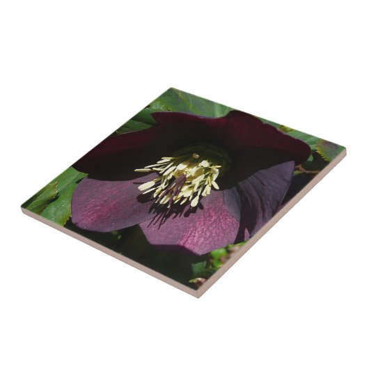 Carreau Purple Carême Rose Pâques (Côté)