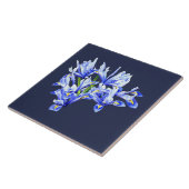 Carreau Purple nain Iris Coeur (Côté)