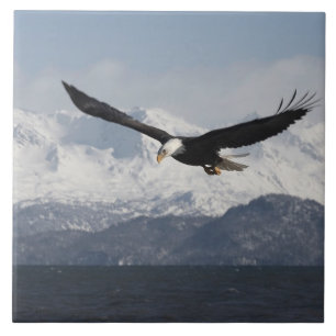 Carreau Pygargue à tête blanche en vol, Haliaeetus leucoce
