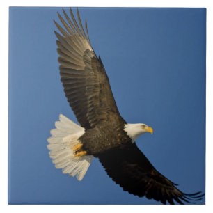 Carreau Pygargue à tête blanche, Haliaeetus leucocephalus,