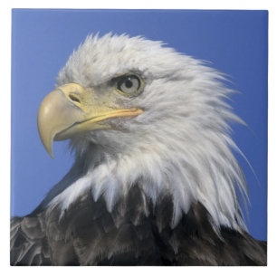 Carreau Pygargue à tête blanche, (Haliaeetus leucocephalus