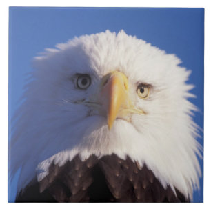 Carreau pygargue à tête blanche, Haliaeetus leucocephalus,