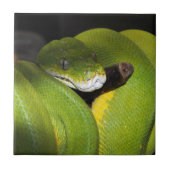 Carreau Python vert d'arbre (Devant)