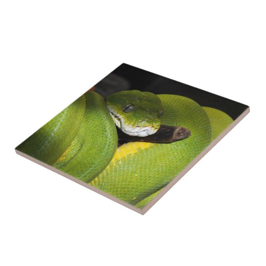 Carreau Python vert d'arbre (Côté)