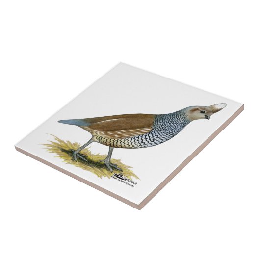 Carreau Quail à échelle (Côté)