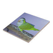 Carreau Quaker Parrot (Côté)