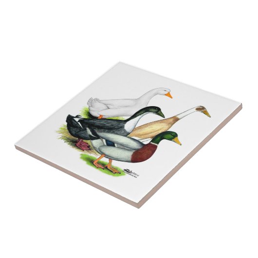 Carreau Quartet de canard (Côté)