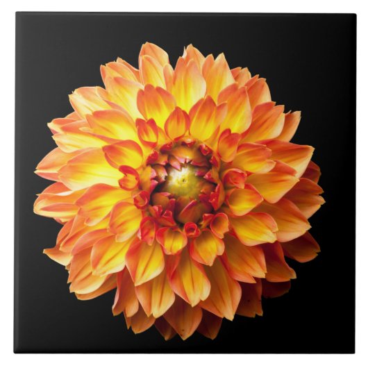 Carreau Quatre fleurs Queens Dahlia (Devant)