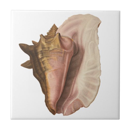 Carreau Queen Conch Shell Seashell, Vintage Marine Life (Devant)