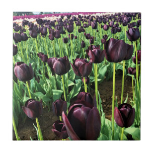 Carreau Queen of the Night Tulips, Oregon