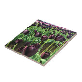 Carreau Queen of the Night Tulips, Oregon (Côté)