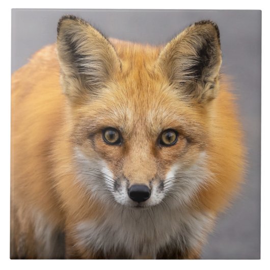 Carreau Quels grands yeux avez-vous (Devant)