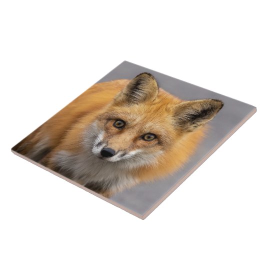 Carreau Quels grands yeux avez-vous (Côté)