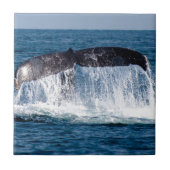 Carreau Queue de baleine (Devant)