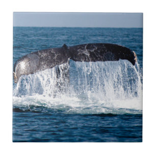 Carreau Queue de baleine