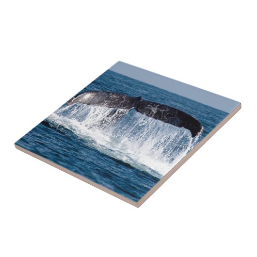 Carreau Queue de baleine (Côté)