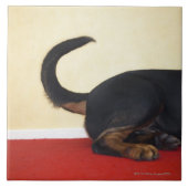 Carreau Queue de remuement de rottweiler, section de (Devant)