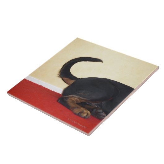 Carreau Queue de remuement de rottweiler, section de (Côté)