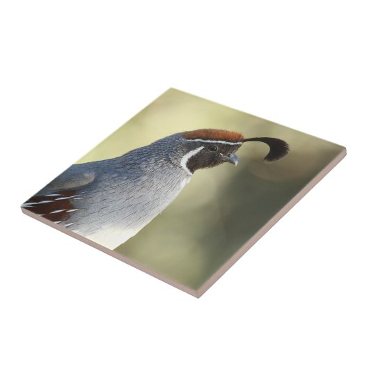 Carreau Queue masculine (Côté)