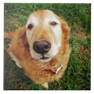 Carreau Qui est un bon garçon ?