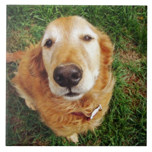 Carreau Qui est un bon garçon ? (Devant)